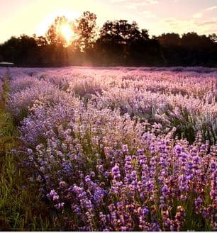 French Lavender Fragrance Oil RTS