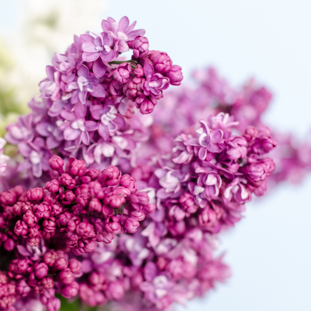 Lilac & Lilies Fragrance Oil