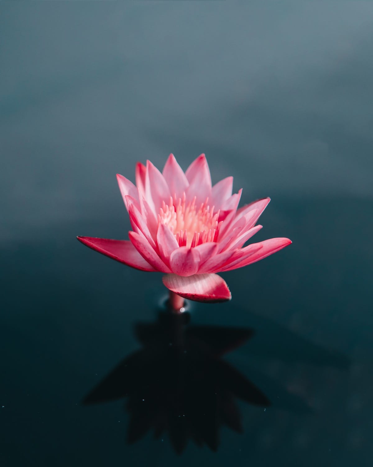 Lotus Flower Bloom