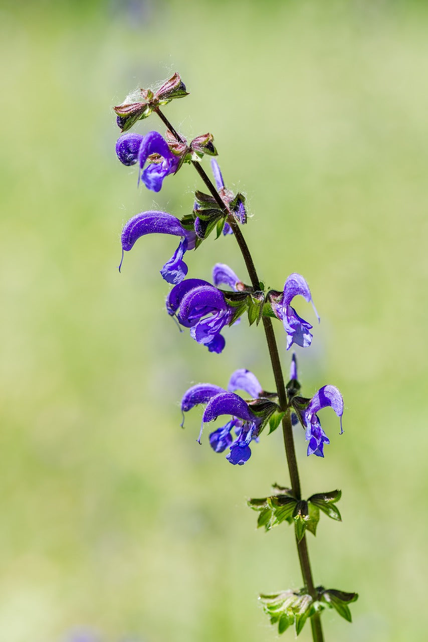 common sage, meadow sage, flower-1427410.jpg