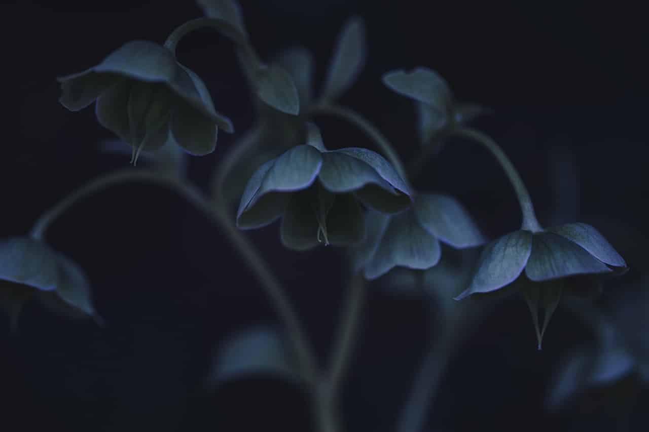 hellebore, flowers, plant-6471156.jpg