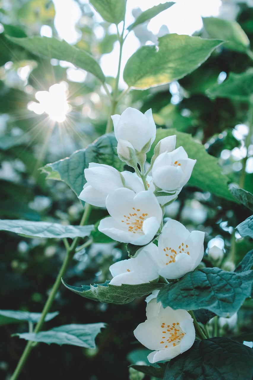 jasmine, summer, nature-5277538.jpg