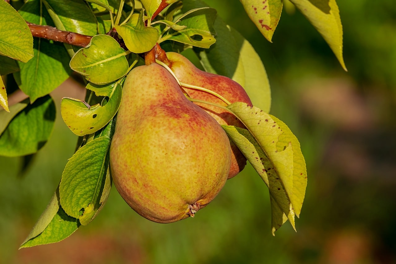 pear, fruit, growth-3560106.jpg