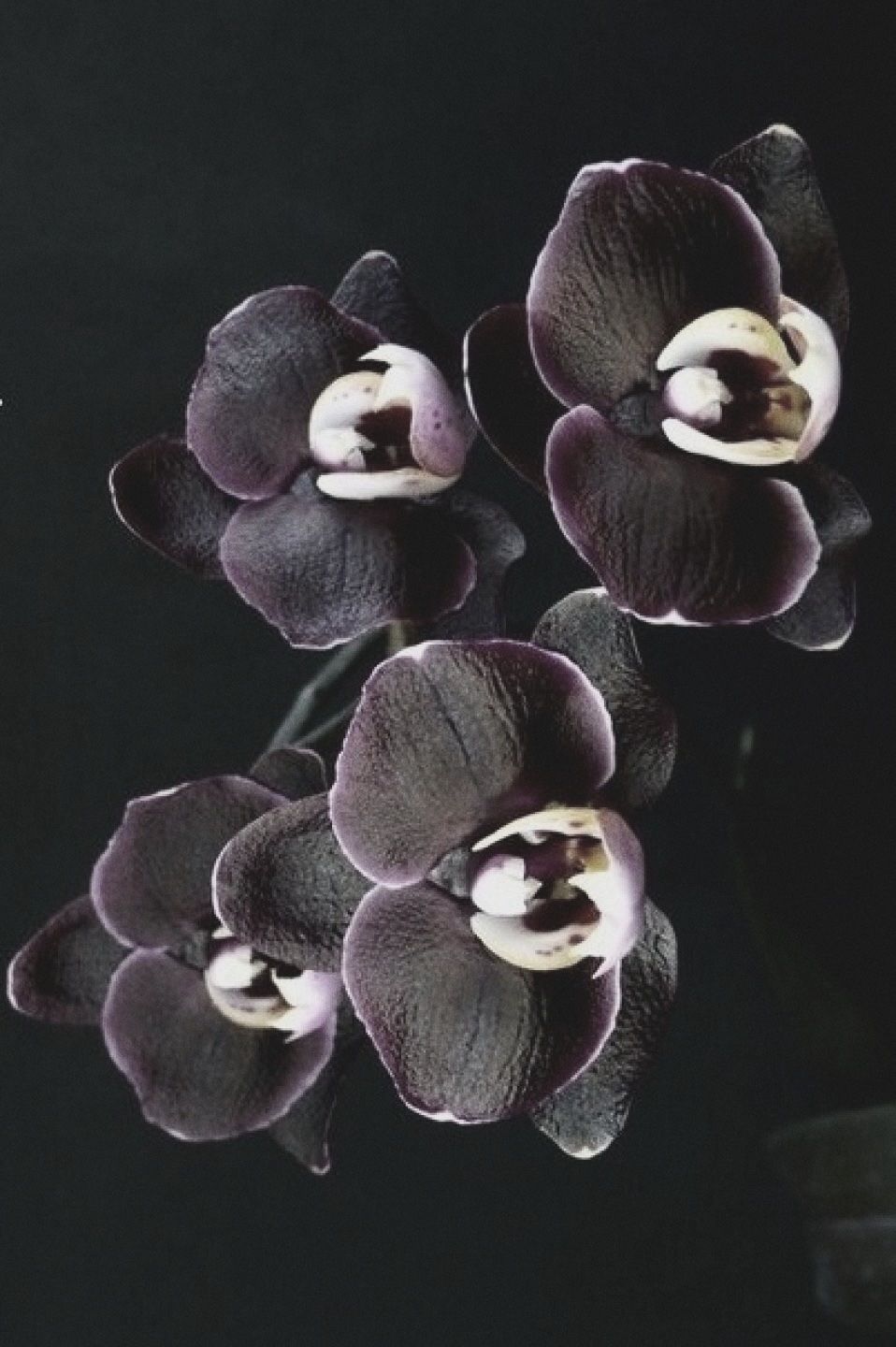 Black Orchid Fragrance Oil RTS