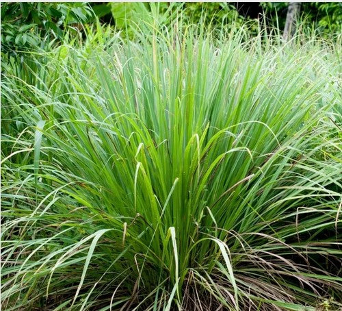 Lemongrass Essential Oil