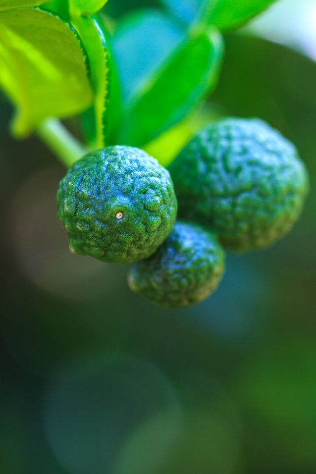Bergamot Fragrance Oil RTS