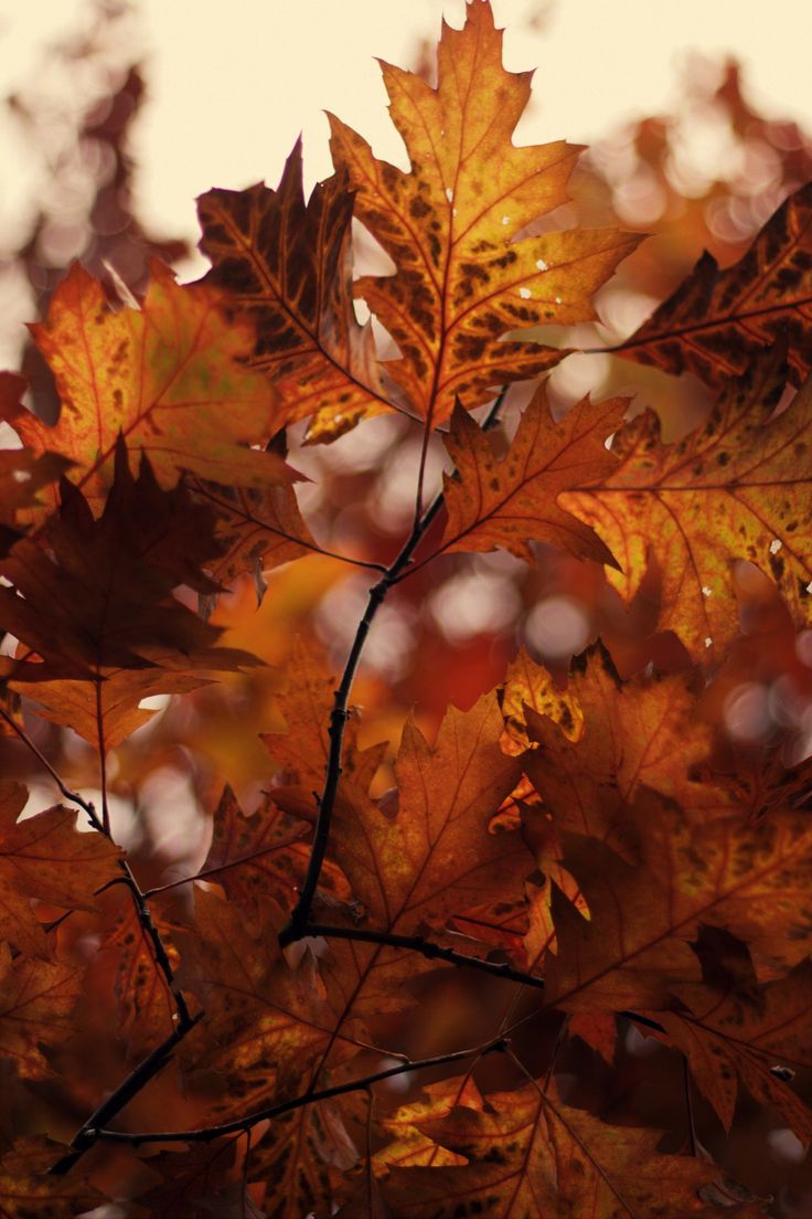 Autumn Leaves Fragrance Oil