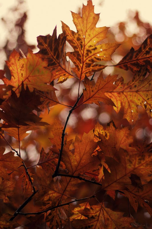 Autumn Leaves Fragrance Oil