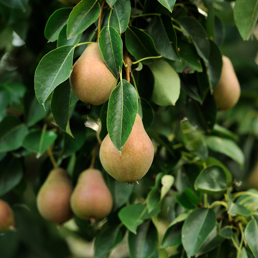 Vanilla Pear