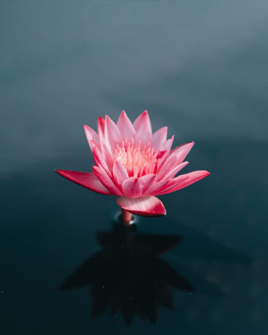 Lotus Flower Bloom