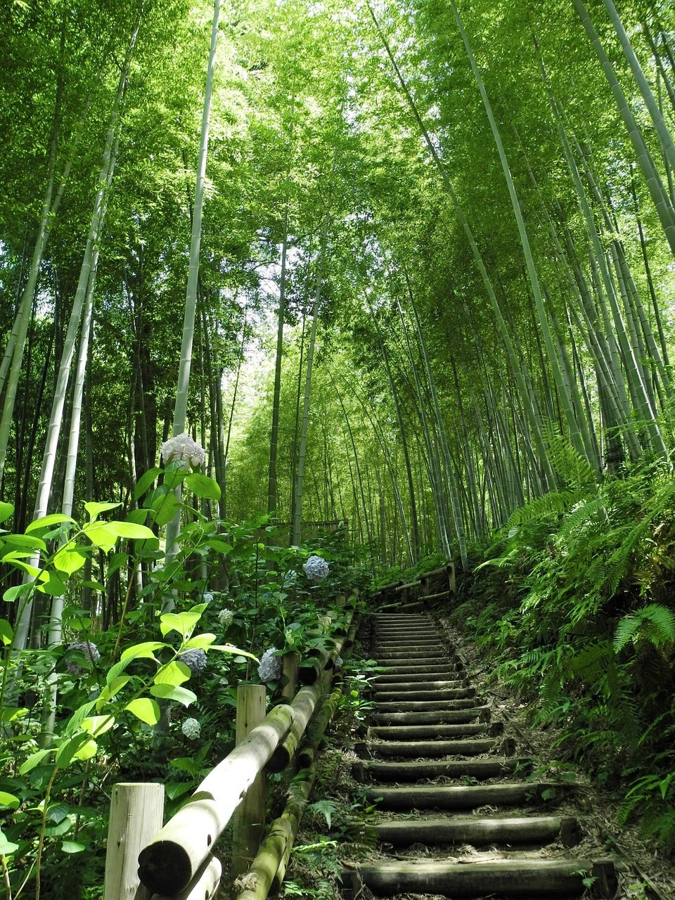 bamboo, japan, tree-214225.jpg