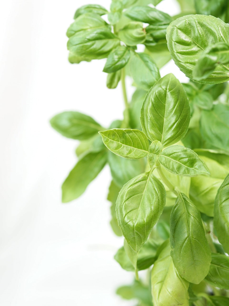 basil, aroma, italian-2827370.jpg