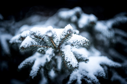 blur, branch, christmas-1850243.jpg