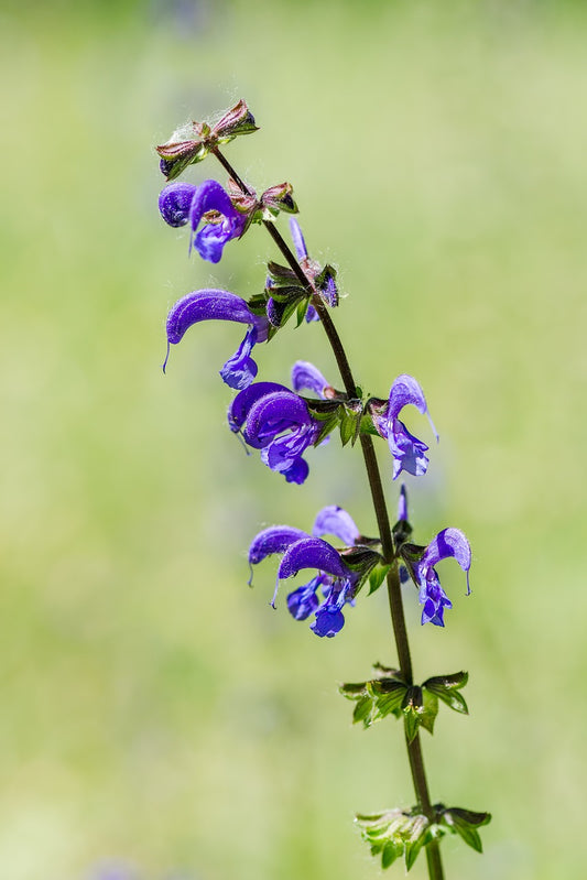 common sage, meadow sage, flower-1427410.jpg