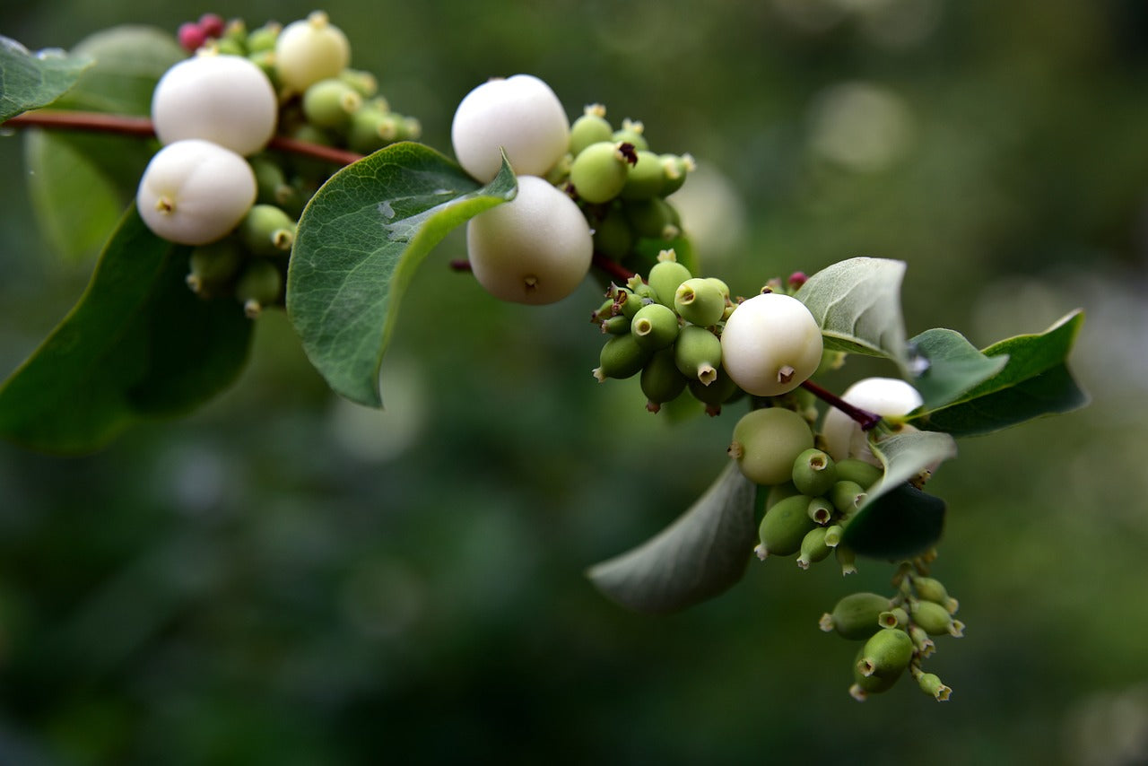 common snowberry, symphoricarpos albus, snow berry-3650082.jpg