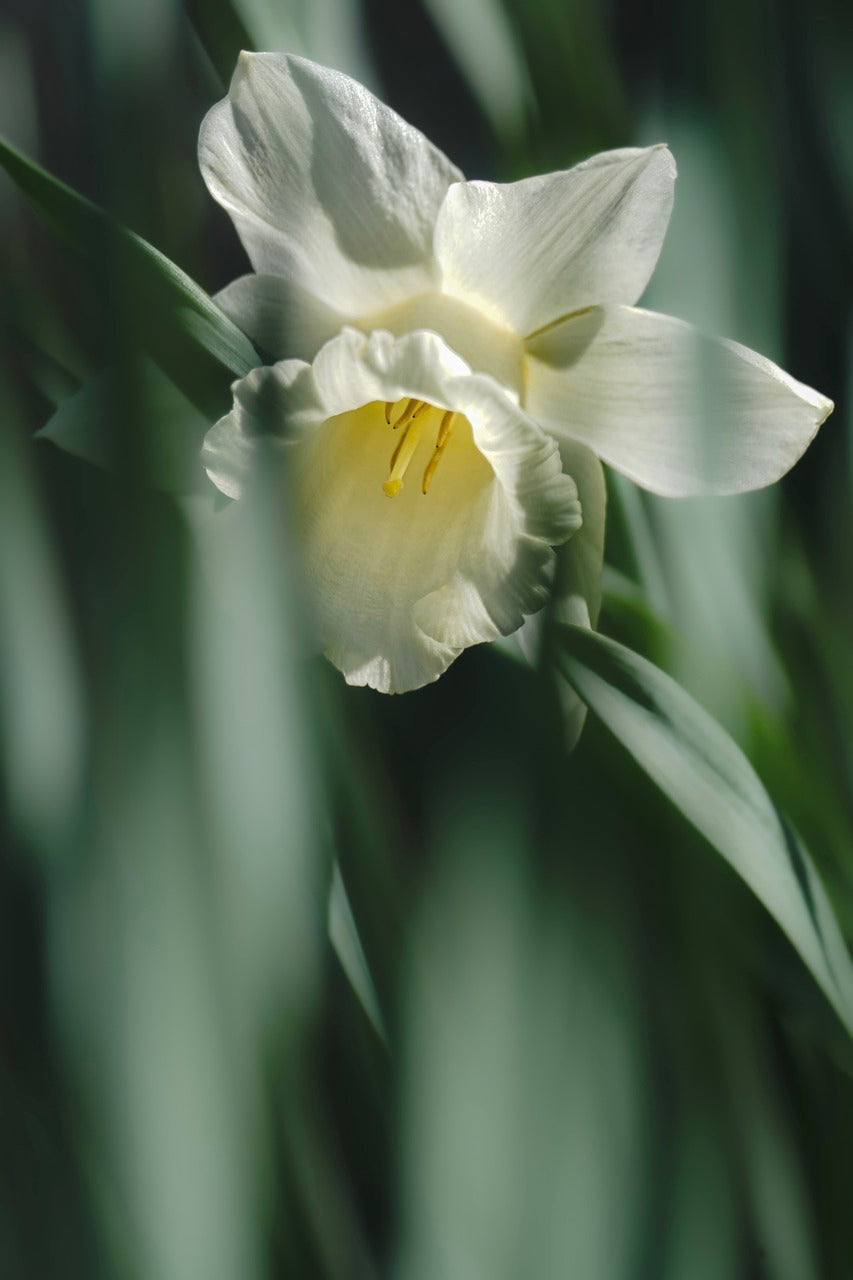 daffodil, flower, white flower-7143756.jpg