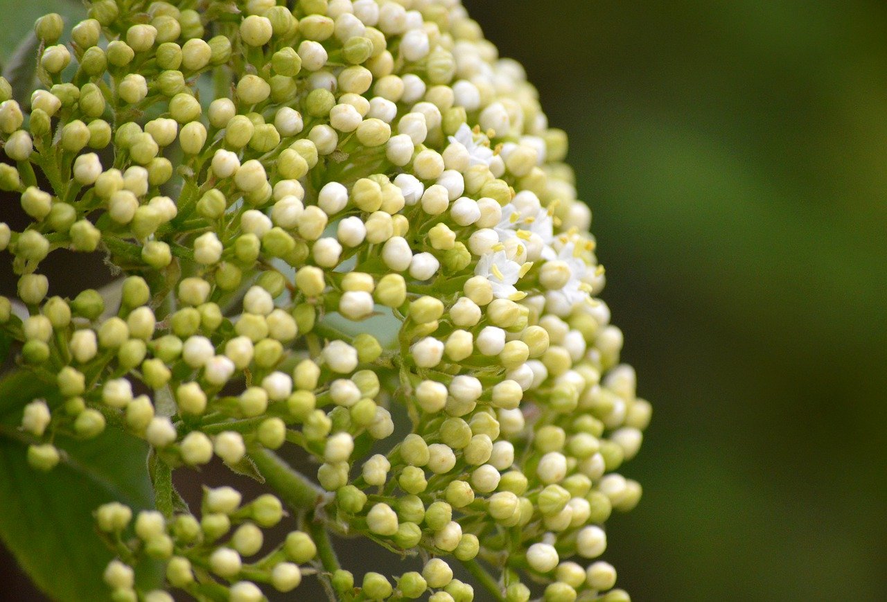 elderflower, elderberry buds, elder-7967886.jpg