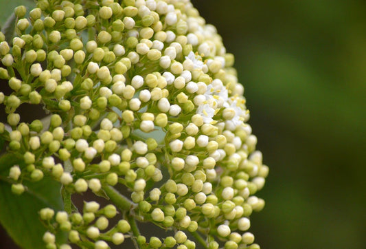 elderflower, elderberry buds, elder-7967886.jpg