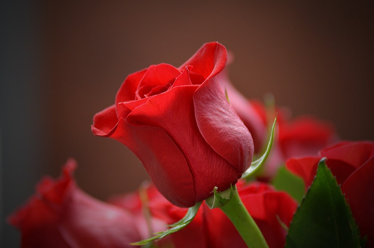 flower, rose, flower wallpaper-3115353.jpg