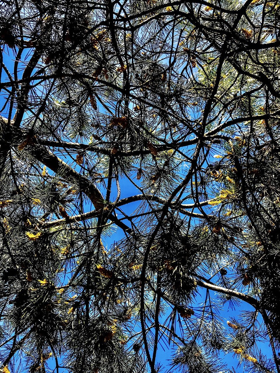 forest pine, pinus sylvestris, jaw-5340380.jpg