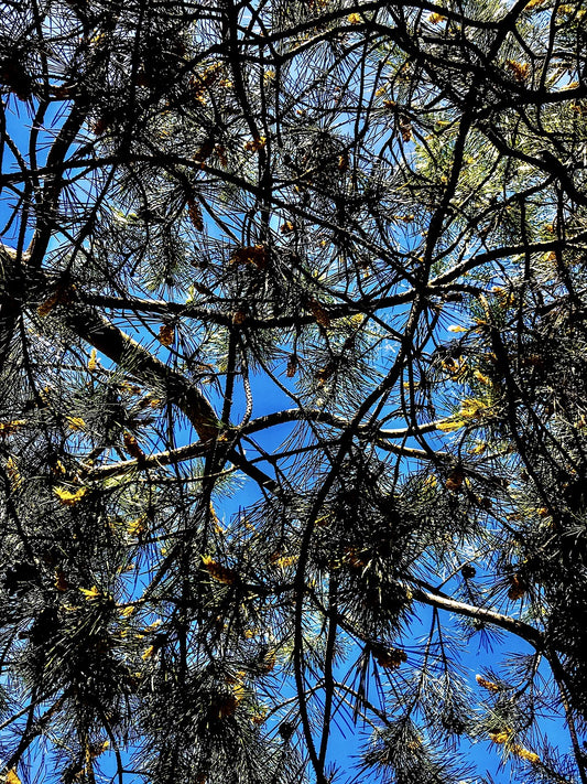 forest pine, pinus sylvestris, jaw-5340380.jpg