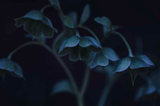 hellebore, flowers, plant-6471156.jpg