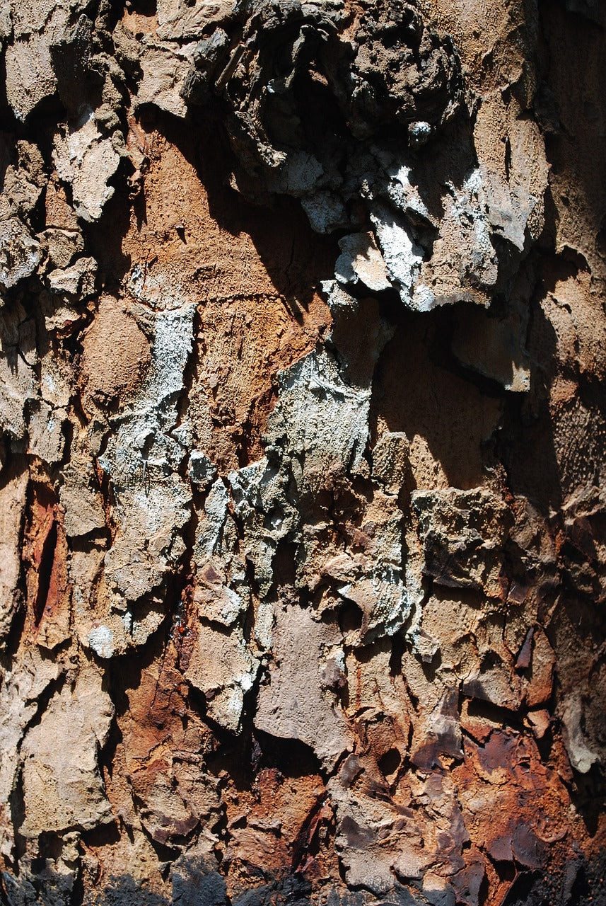 mahogany tree, tribe, bark-891673.jpg