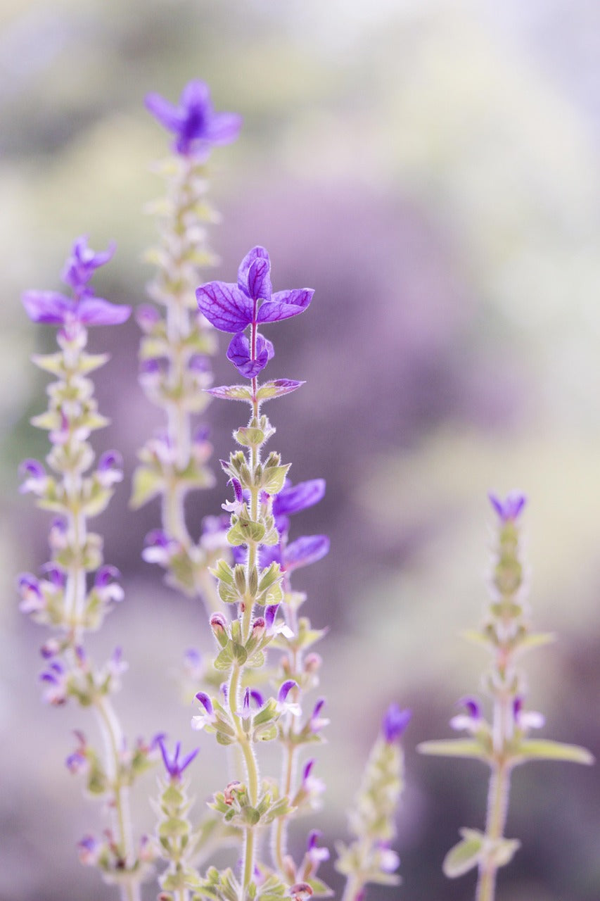 nature, flower, lavender-1319325.jpg