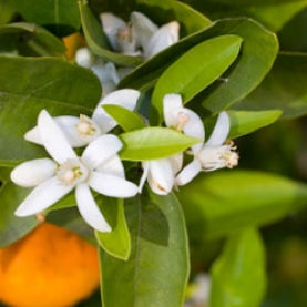 Petitgrain Essential Oil