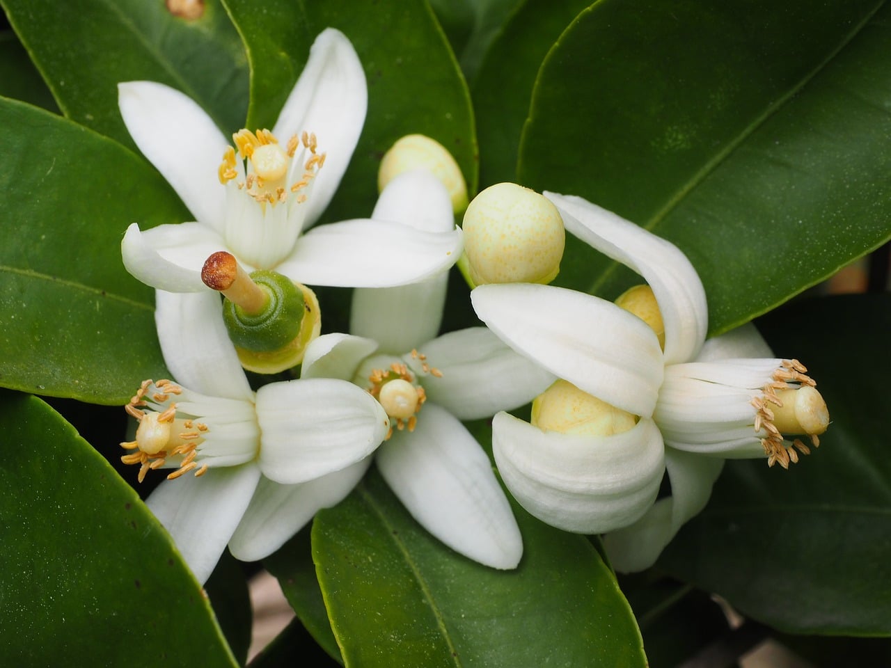 orange blossom, orange tree, blossom-1117411.jpg