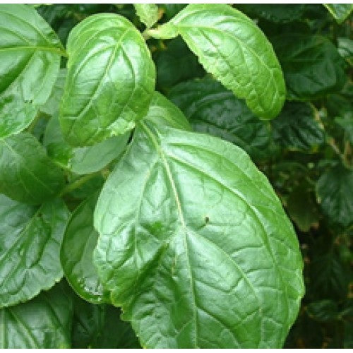 Patchouli (Light) Essential Oil