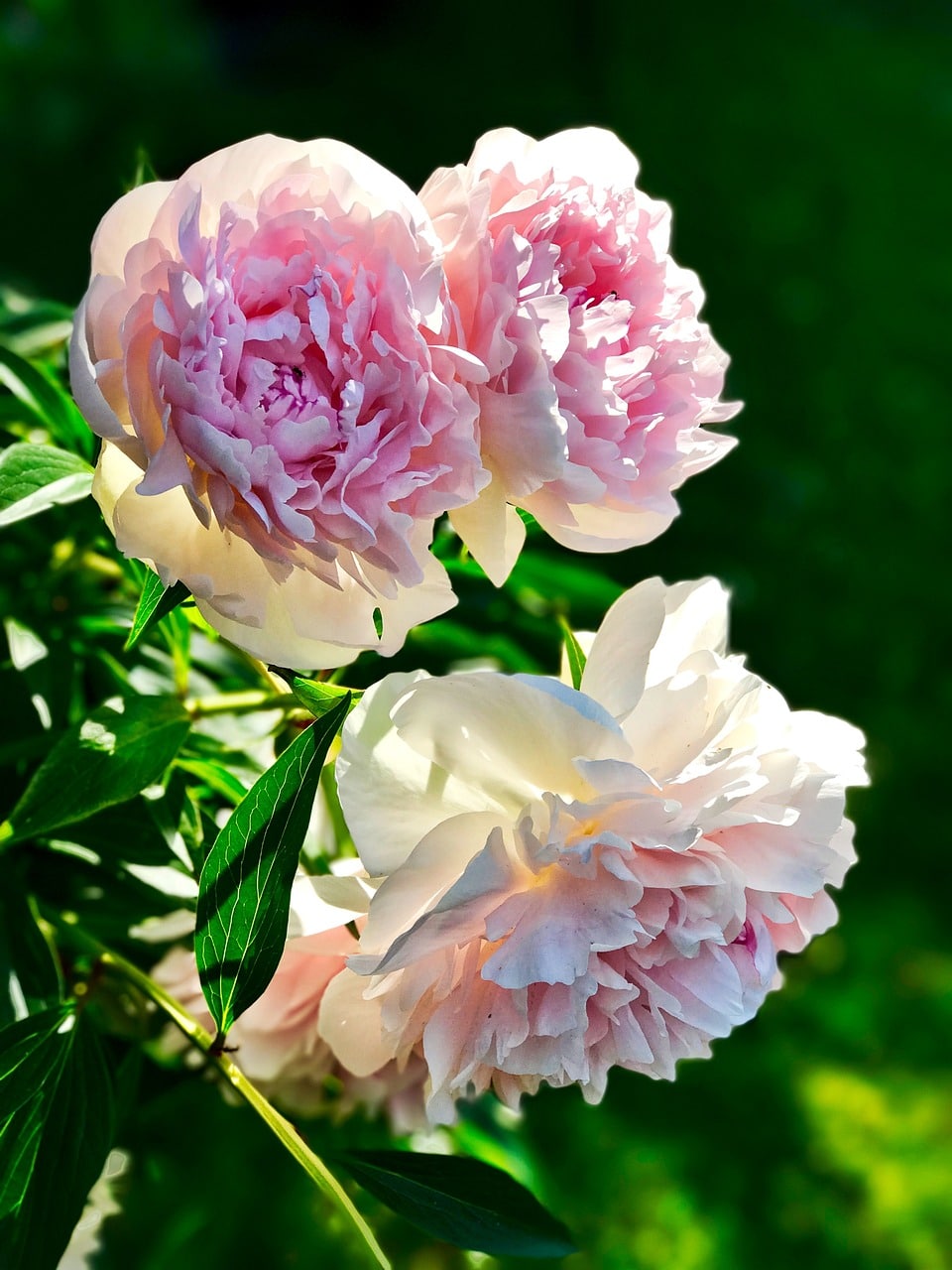 pentecost, nature, peony-2369264.jpg