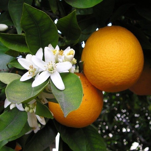 Neroli (Egypt)_edited.jpg