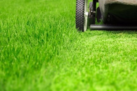 Fragrance-Oil-Fresh-Cut-Grass-Skin-Safe-