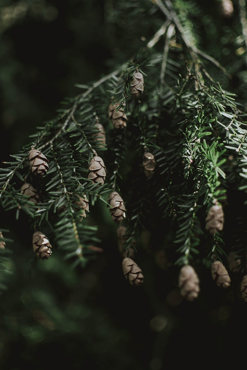 spruce, cones, branches-3778173.jpg