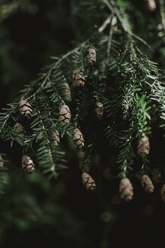 spruce, cones, branches-3778173.jpg