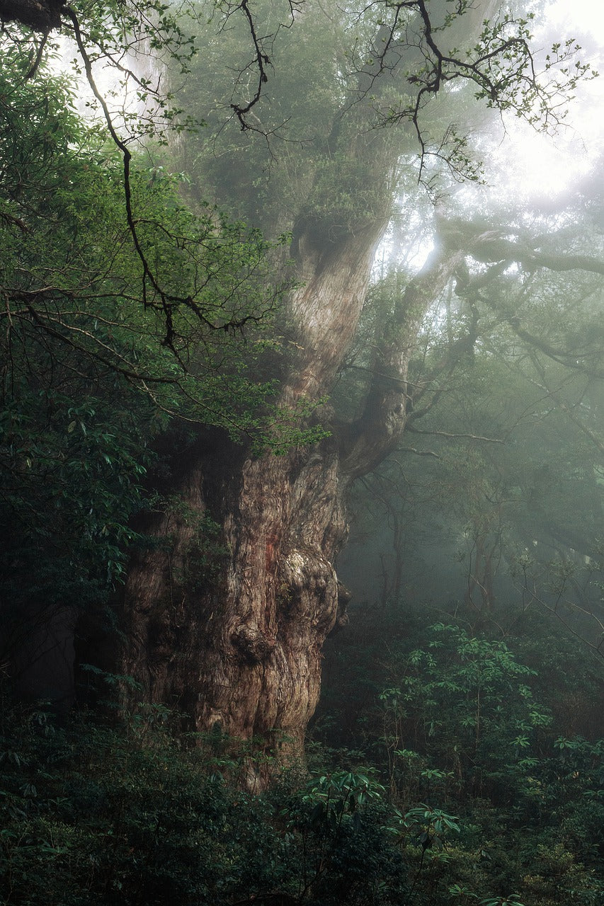 tree, giant tree, jomon cedar-8027764.jpg
